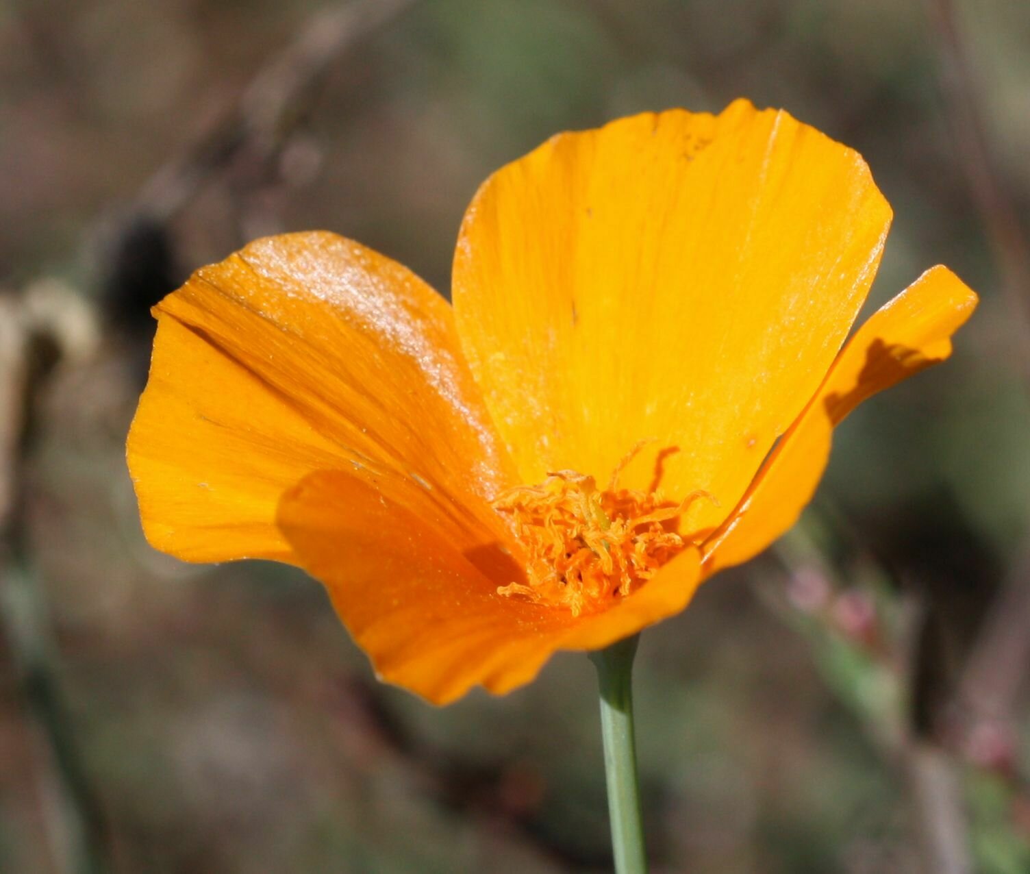 High Resolution Eschscholzia californica Flower